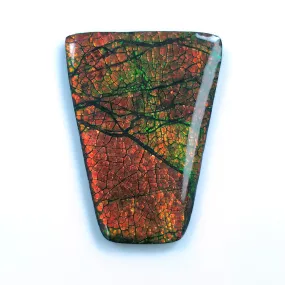 AMMOLITE Gemstone Cabochon : 80.00cts Natural Fossilized Shell Bi-Color Ammolite Uneven Shape Cabochon 46.5*35mm (With Video)