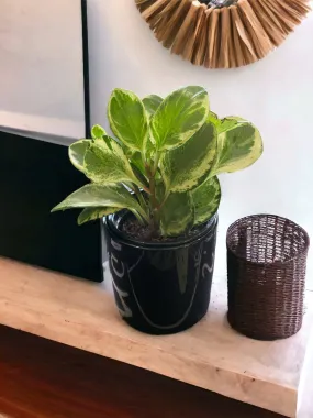 Peperomia Obtusifolia Marble